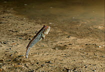 Mudskipper {Periophthalmus barbarus} leaping to avoid danger, controlled conditions, from West Africa
