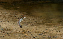 Mudskipper {Periophthalmus barbarus} leaping to avoid danger, controlled conditions, from West Africa