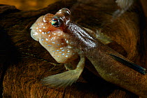 Mudskipper {Periophthalmus barbarus} on land, controlled conditions, from West Africa