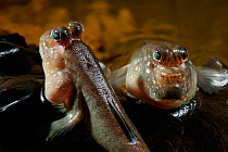 Mudskipper {Periophthalmus barbarus} coming out of water, controlled conditions, from West Africa