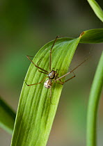 Sheet web spider (Floronia bucculenta) UK, Linyphiidae