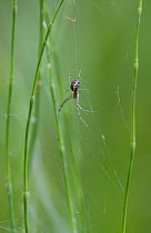 Common hammock spider (Linyphia triangularis) in grass, UK, Linyphiidae