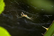 Sheet web spider (Floronia bucculenta) on web, UK, Linyphiidae