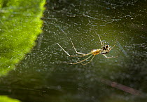 Sheet web spider (Floronia bucculenta) female on web, UK, Linyphiidae
