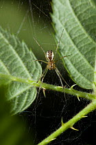 Sheet web spider (Floronia bucculenta) UK, Linyphiidae