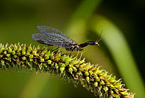 Snakefly (Raphidia notata) UK