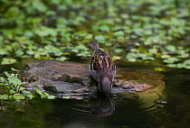 Common sparrow {Passes domesticus} drinking from garden pond, UK