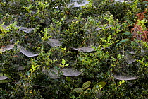 Spider webs (mostly Linyphiids) on misty autumn morning, UK