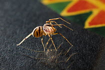 Spitting spider (Scytodes thoracica) on glazed painting, UK, Scytodidae