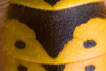 Close up of abdomen of Common wasp (Vespula vulgaris) UK