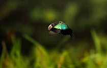 Blue swallowtail butterfly {Papilio peranthus} in flight, East Indies