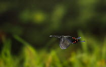 Chinese peacock butterfly {Papilio bianor} in flight, Asia