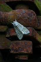 Sycamore moth {Acronicta aceris} resting on metal, UK