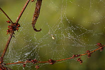 Scaffold web of a cobweb spider {Theridiidae} UK