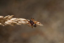 Scaffold web spider (Steotoda phalerata) male mimicing an ant, UK, Theridiidae