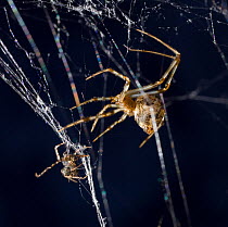 American house spider (Achaearanea / Parasteatoda tepidariorum) on its web attacking a Pirate spider (Ero sp) UK