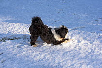 Tibetan Terrier playing in the snow, Sussex, UK, April 2006
