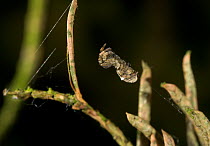 Triangle web spider (Hyptiotes paradoxus) camouflaged on yew twig, UK, Uloboridae