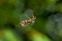 Triangle web spider (Hyptiotes paradoxus) male on web, note its large palps, UK, Uloboridae