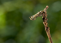 Triangle web spider (Hyptiotes paradoxus) camouflaged on yew twig, UK, Uloboridae