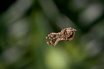 Triangle web spider (Hyptiotes paradoxus) on web, UK, Uloboridae