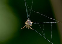 Triangle web spider (Hyptiotes paradoxus) wrapping fly prey on its web, UK, Uloboridae