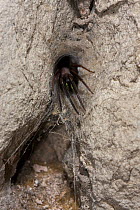 Tube web spider (Segestria florentina) at entrance to tube tunnel retreat, UK, Segestriidae