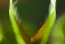 Close up of trap of Venus flytrap {Dionaea muscipula} showing trigger hairs