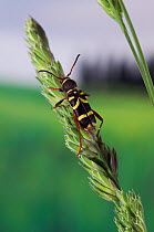 Wasp beetle {Clytus arietus} on grass head, UK