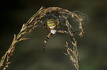 Wasp spider (Argiope bruennichi) on grass seedhead, UK, Araneidae