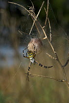 Wasp spider (Argiope bruennichi) with egg sac, UK, Araneidae