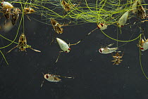Water boatmen {Corixa sp} adults and nymphs at water surface, UK