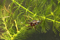 European water spider {Argyroneta aquatica} underwater with louse prey, UK, Argyronetidae