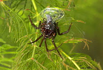 European water spider {Argyroneta aquatica} underwater in air bubble bell, UK, Argyronetidae