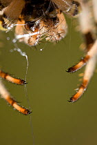 Close up of claws used for fine control of the web by the Orb weaver spider {Araneus quadratus} UK, Araneidae