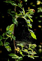 Scaffold web of spider {Theridiidae}, UK