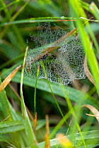 Web of a Money spider {Linyphiidae} in wet grass, UK