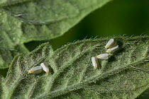 Whitefly {Aleyrodidae} pests of greenhouse plants, UK