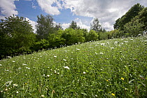 Wild flower meadow at Holly Farm, Sussex, UK, Ox-eye daisies
