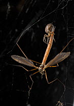 Window spider (Zygiella x-notata) with Cranefly prey, UK