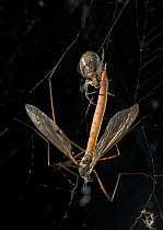 Window spider (Zygiella x-notata) with Cranefly prey, UK