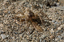 Wolf spider {Lycosa cinerea} feeding on Cranefly prey, UK, Lycosidae