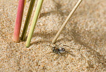 Wolf spider (Arctosa perita) on sand dune, UK