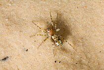 Wolf spider (Arctosa perita) on sand dune, UK
