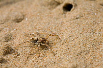 Wolf spider (Arctosa perita) beside opening to retreat on sand dune, UK