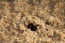 Wolf spider (Arctosa perita) in retreat on sand dune, UK