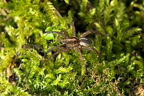 Wolf spider (Trochosa ruricola) on moss, UK, Lycosidae