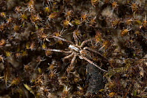 Wolf spider (Xerolycosa miniata) on vegetation, UK, Lycosidae