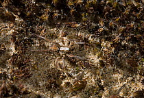 Wolf spider (Xerolycosa miniata) camouflaged on vegetation, UK, Lycosidae