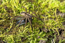 Wolf spider (Trochosa ruricola} carrying insect prey, UK, Lycosidae